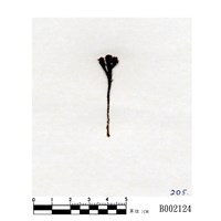 藏品(疣小金髮苔)的圖片